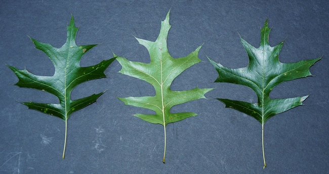 {Quercus palustris}